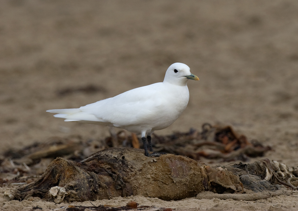 gull_ivory_101107a