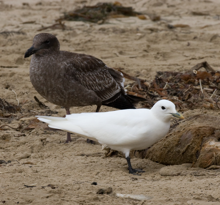 gull_ivory_101107b