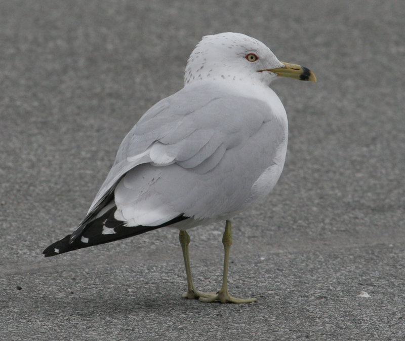 gull_ringbill_060305