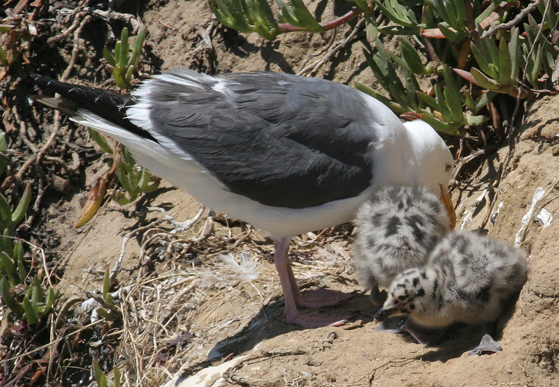 gull_western_060708a