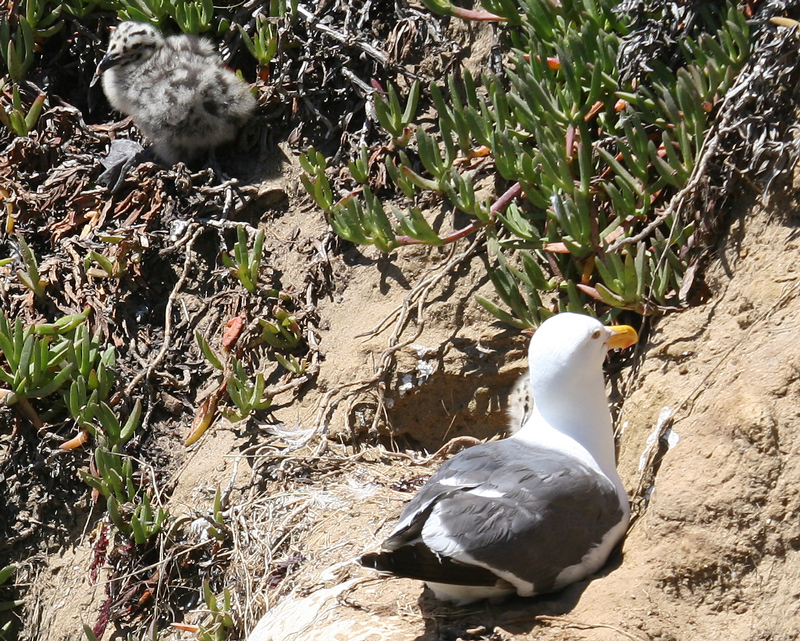 gull_western_060708b