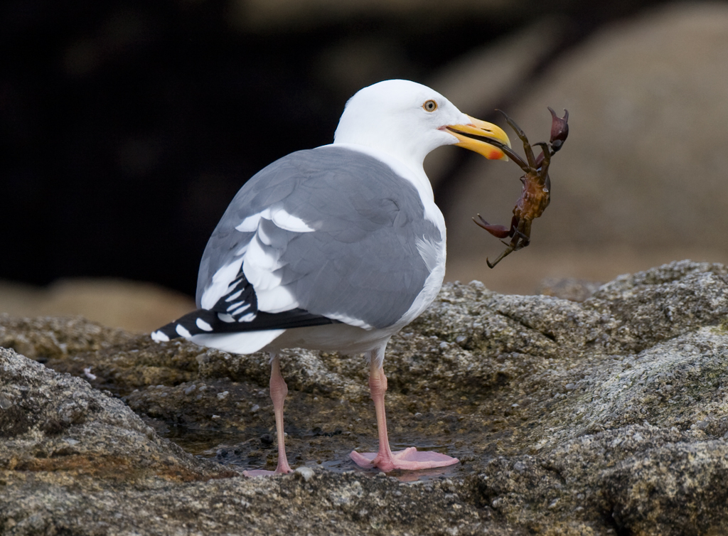 gull_western_crab_101121b