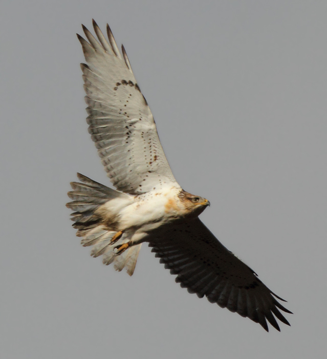 hawk_ferruginous_111106l