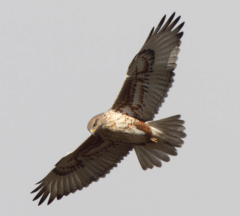 hawk_ferruginous_111106m