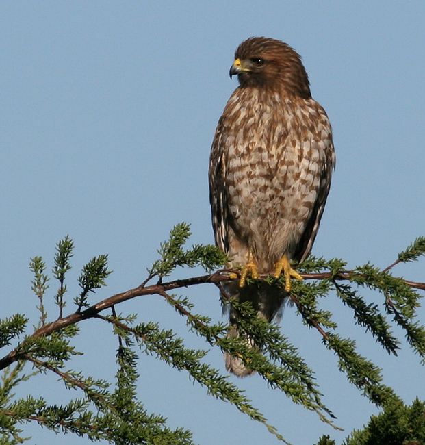 hawk_red_shoulder_060220