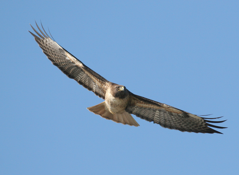 hawk_red_tail_060205