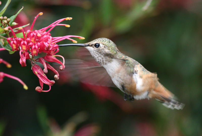 hummer_allens_060611a