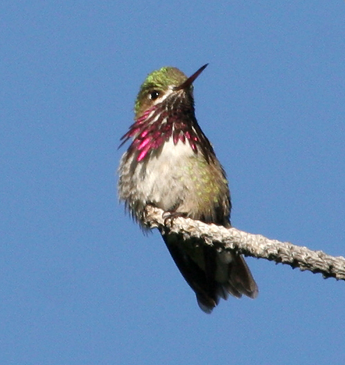 hummer_calliope_080621