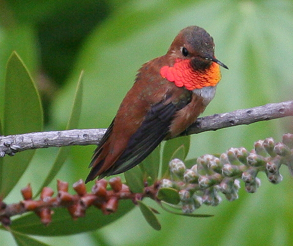 hummer_rufous_070421b