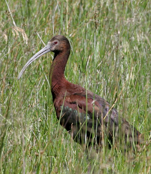 ibis_white_faced_060701