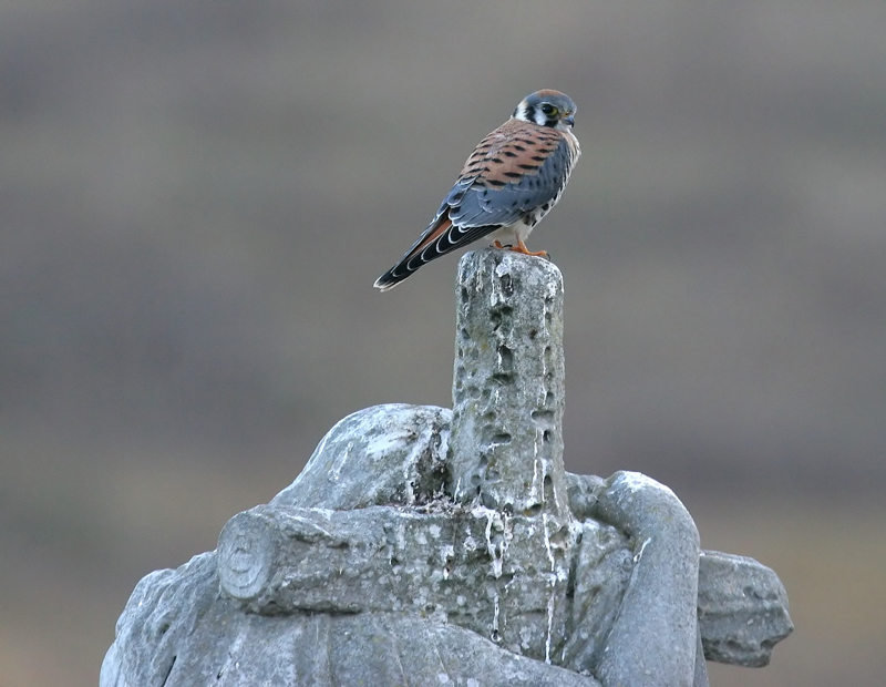 kestrel_060813s