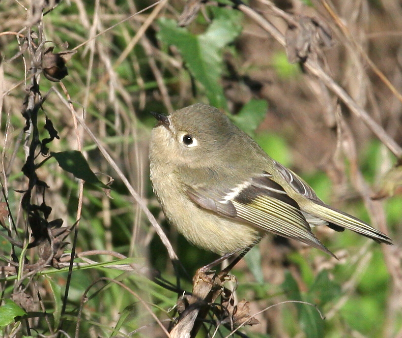 kinglet_ruby_crowned_00015