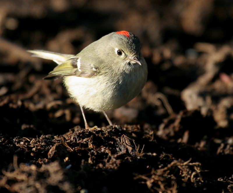 kinglet_ruby_crowned_00016