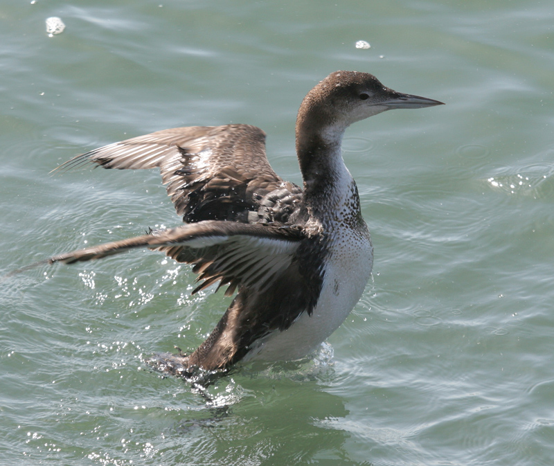 loon_common_070422