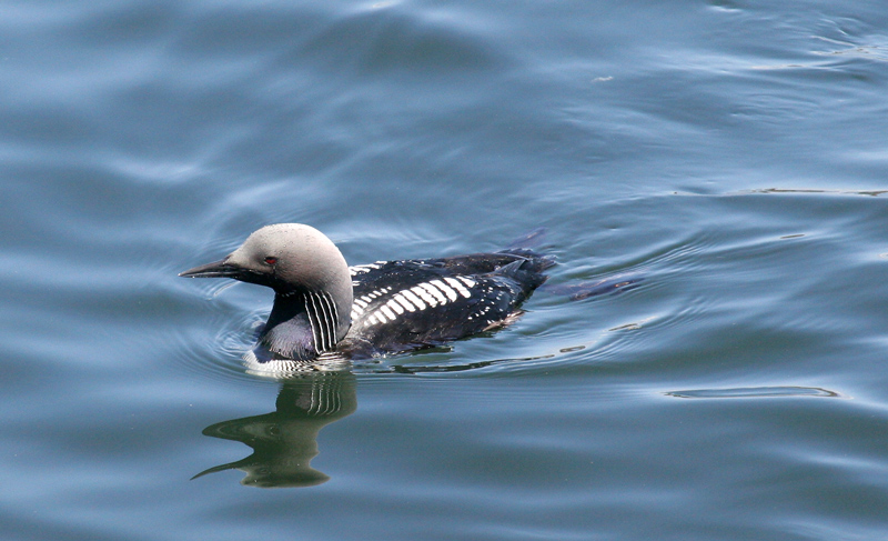 loon_pacific_080526