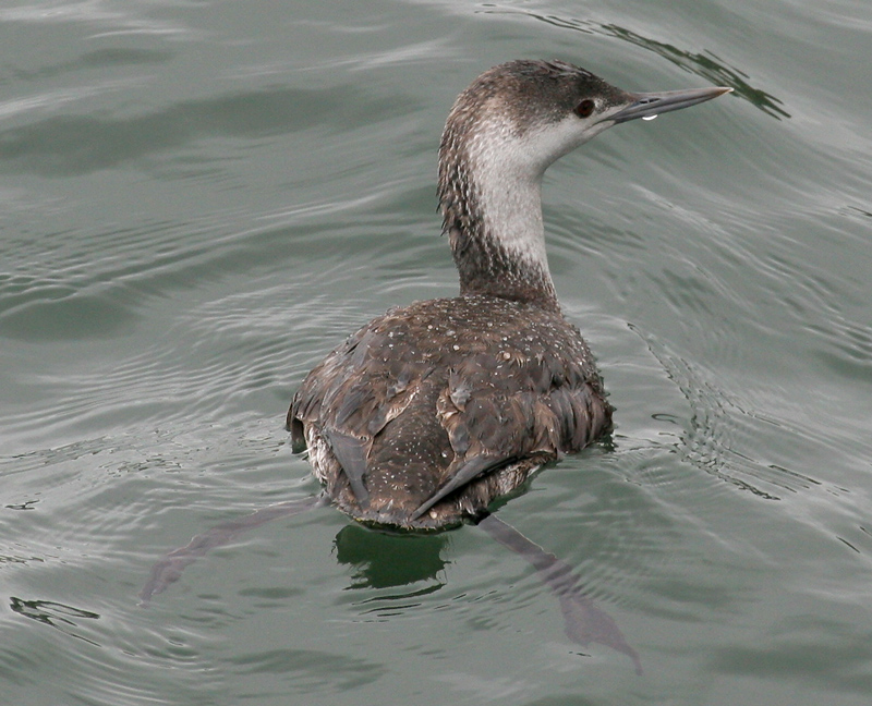 loon_red_throated_060424a