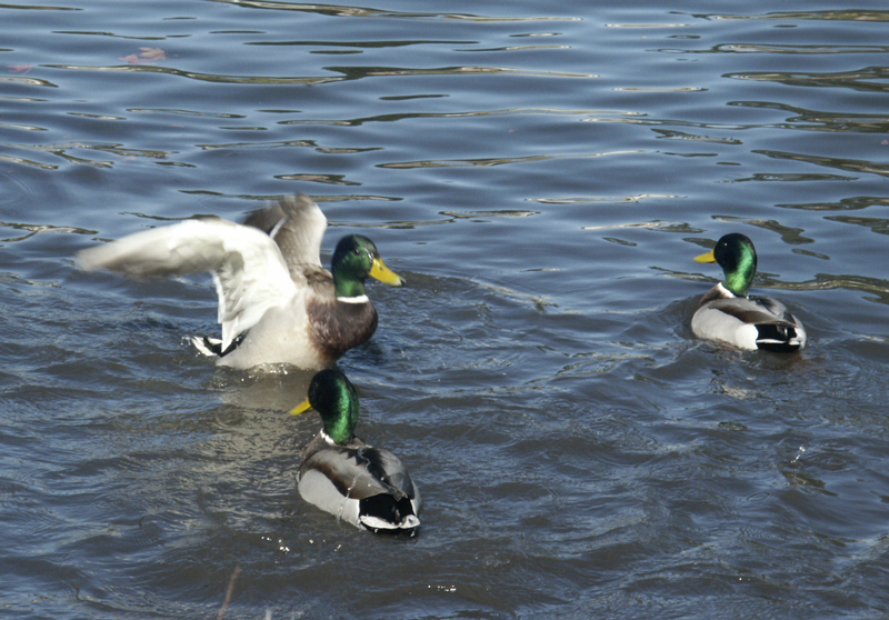 mallards_040124