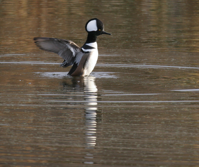 merganser_hooded_061210b