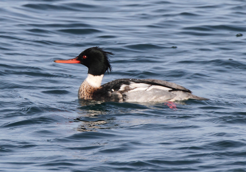 merganser_red_breasted0070