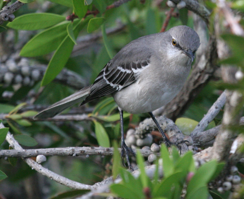 mockingbird_northern_00223