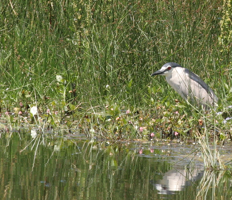 night_heron_blck_crwn_0194