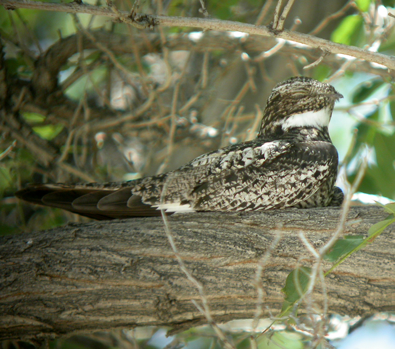 nighthawk_050704