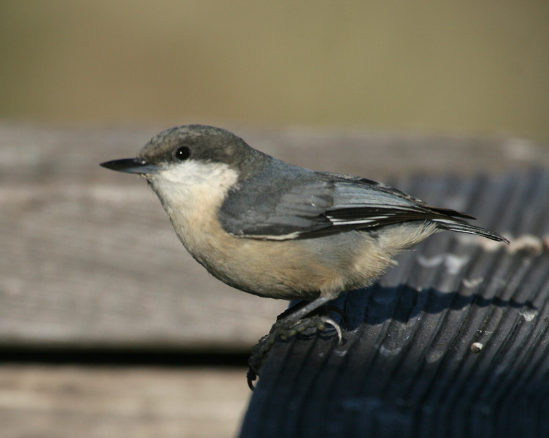 nuthatch_pygmy_070608a