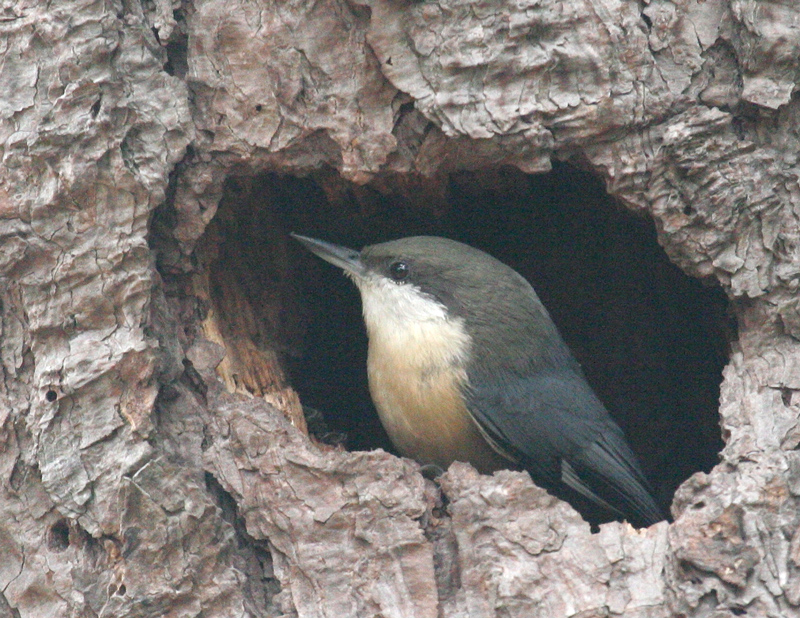 nuthatch_pygmy_070908c