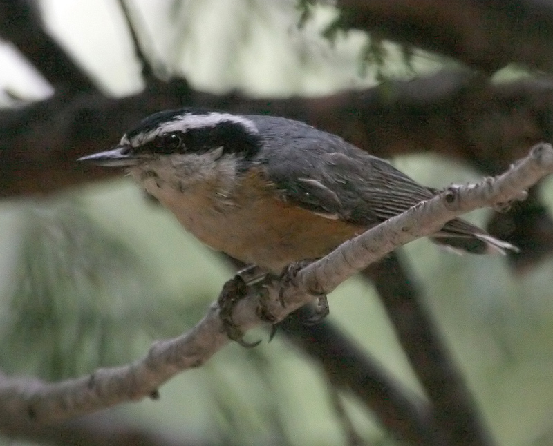 nuthatch_red_breasted_0021