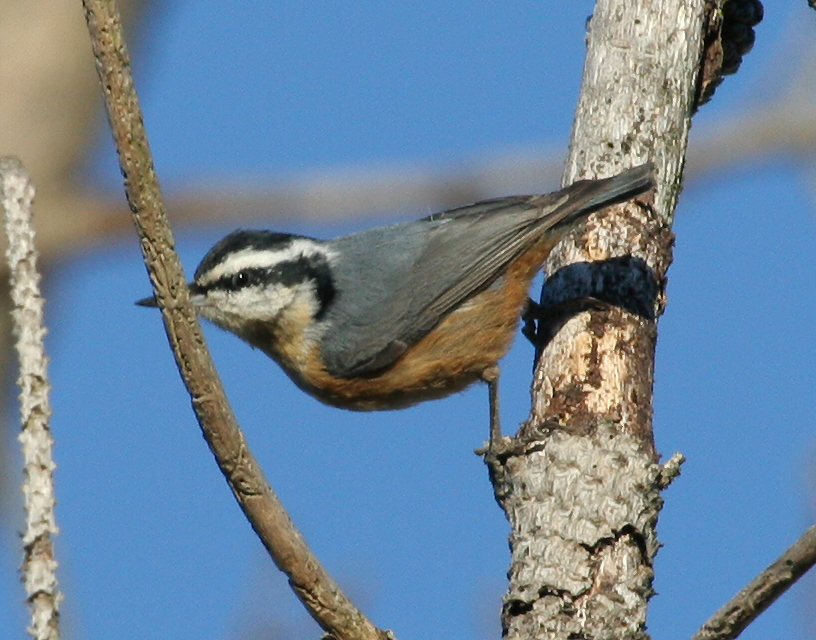 nuthatch_red_breasted_0022