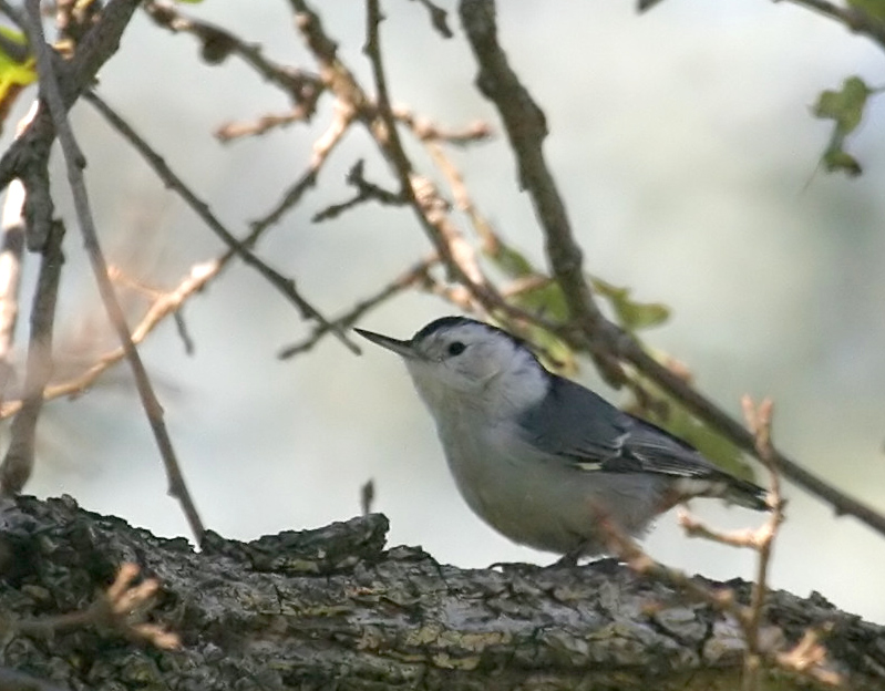 nuthatch_white_brstd_00024