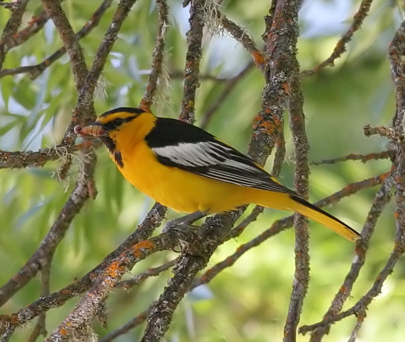 oriole_bullocks_0060529