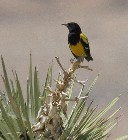 oriole_scotts_070512