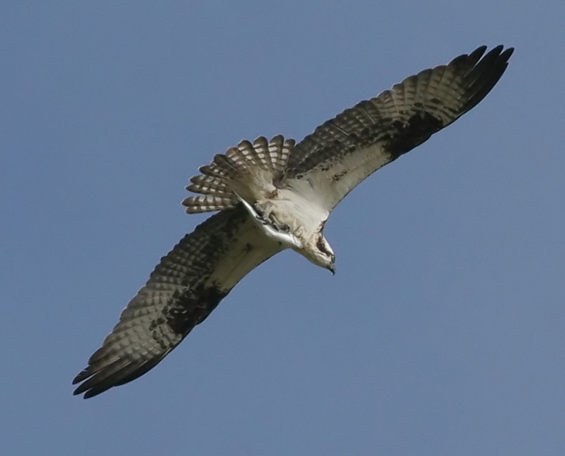 osprey_060514