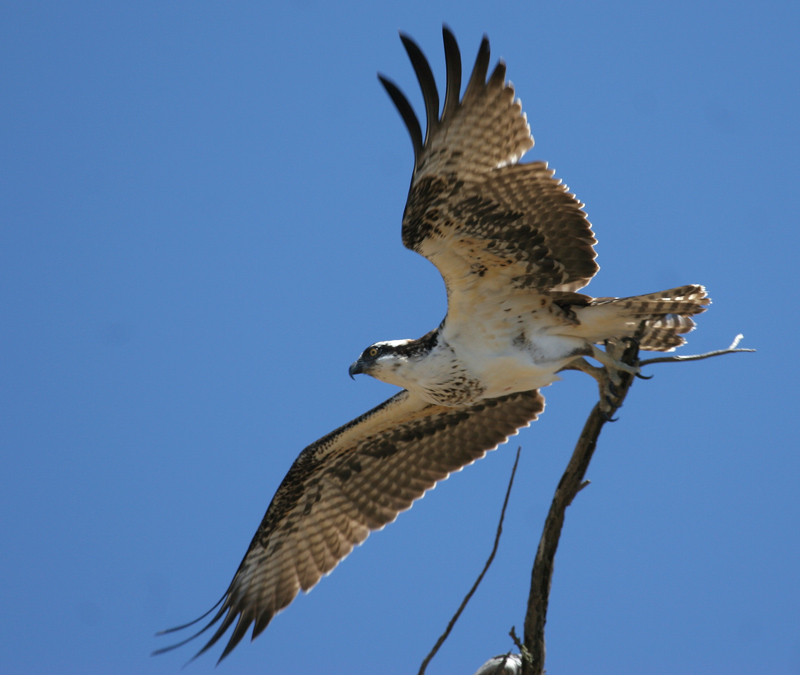 osprey_060708c