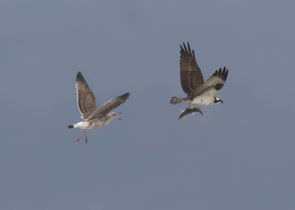 osprey_gull_101107