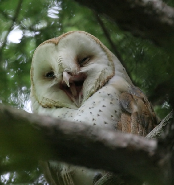 owl_barn_060715