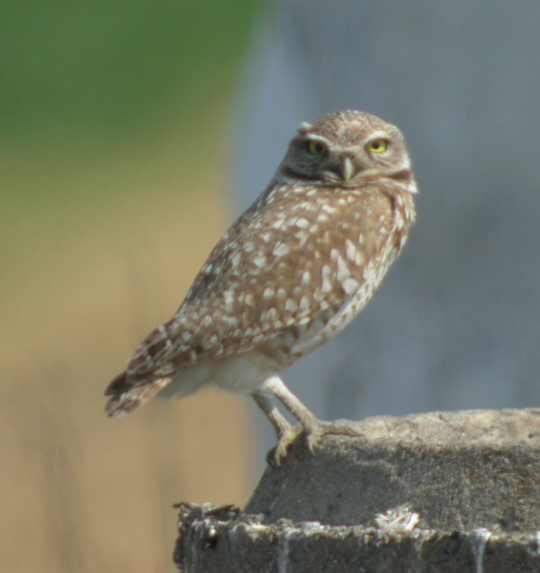 owl_burrowing_050306