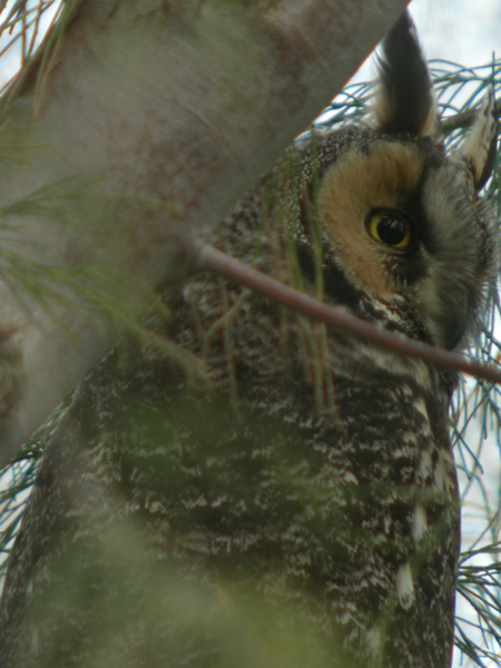 owl_long_eared_050205