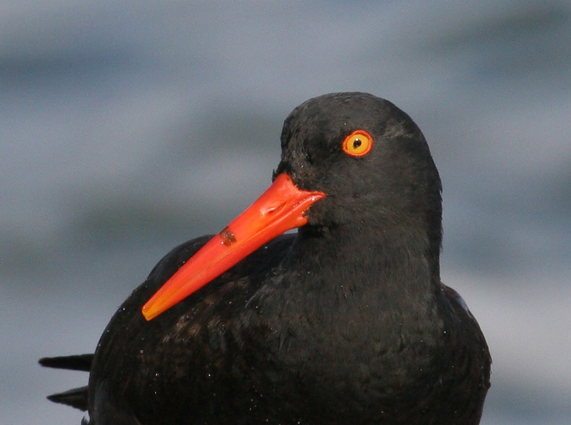 oyster_catcher_black_00279