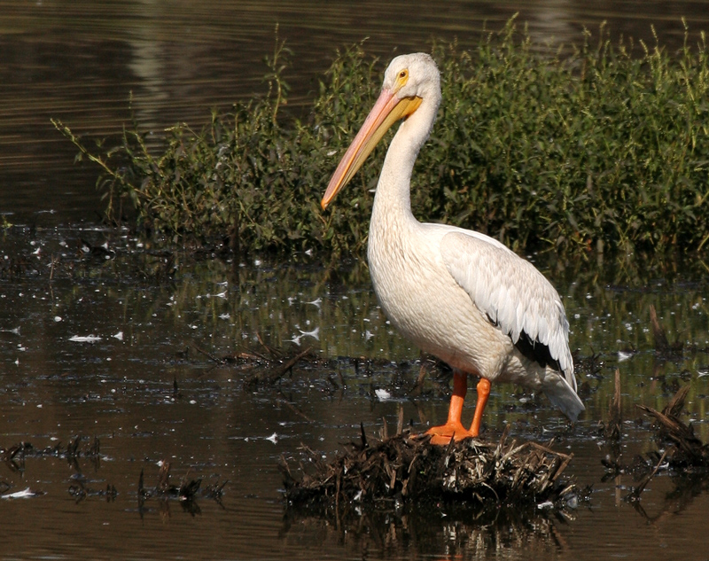 pelican_american_white0250