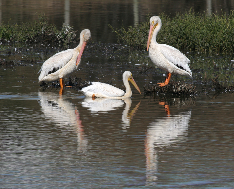 pelican_american_white0251