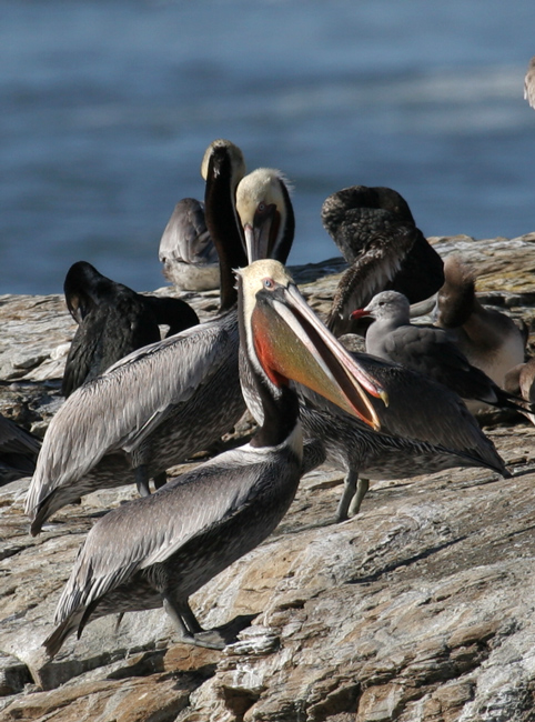 pelican_brown_060108b