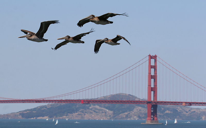 pelicans_brown_ggbridg0257