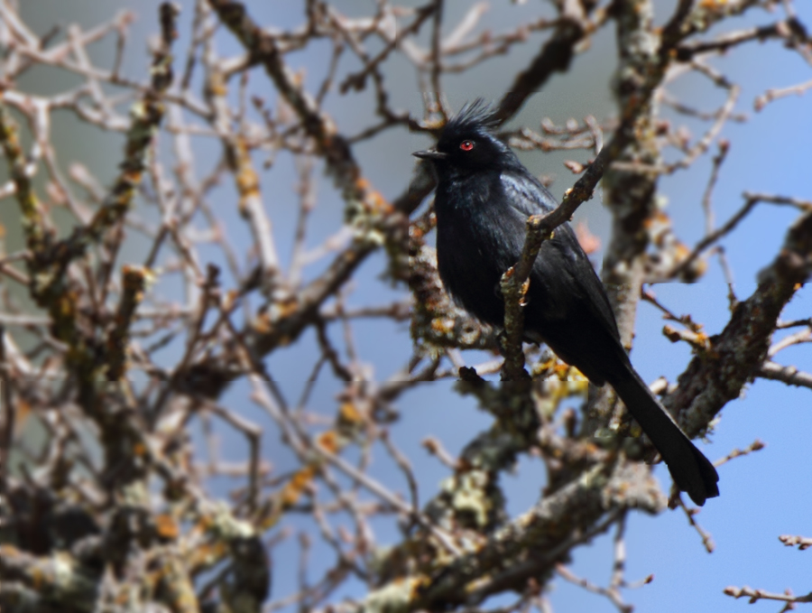 phainopepla_120220