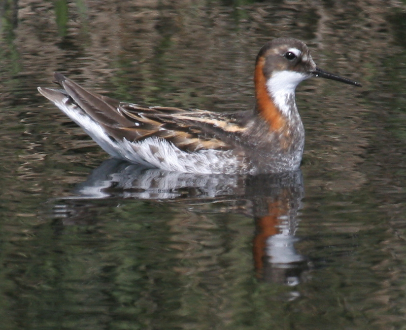 phalarope_red_necked_00280