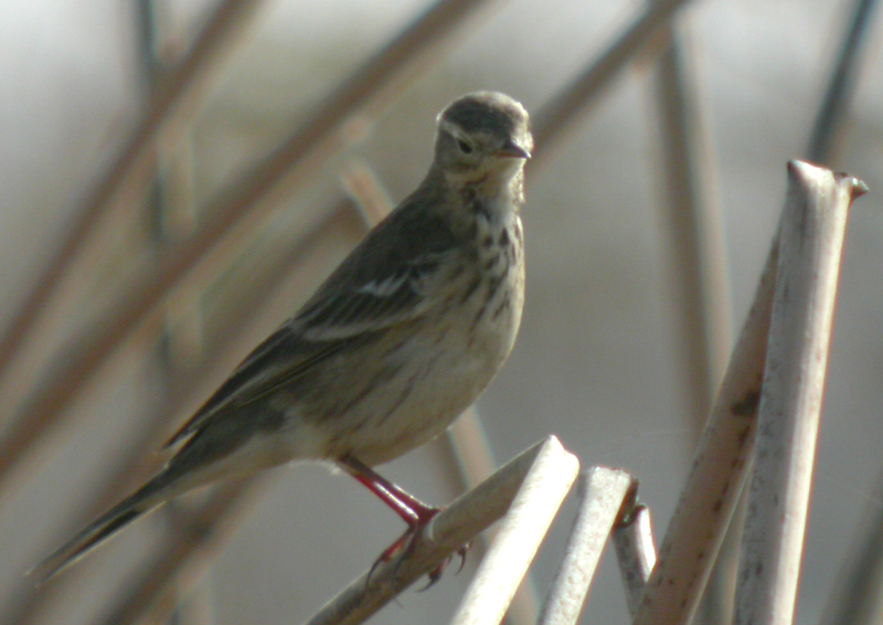 pipit_american_051122