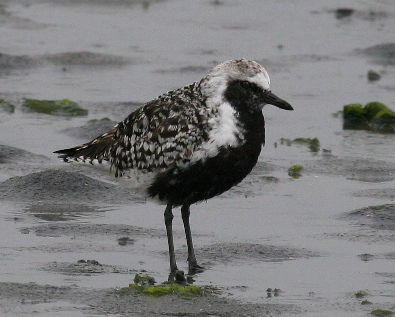 plover_black_bellied_00282