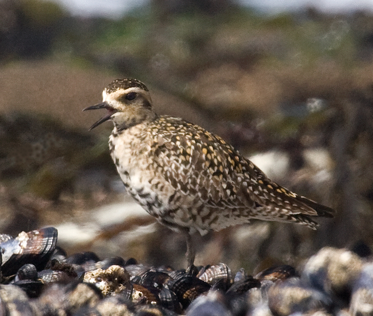 plover_pac_golden_juv_0284