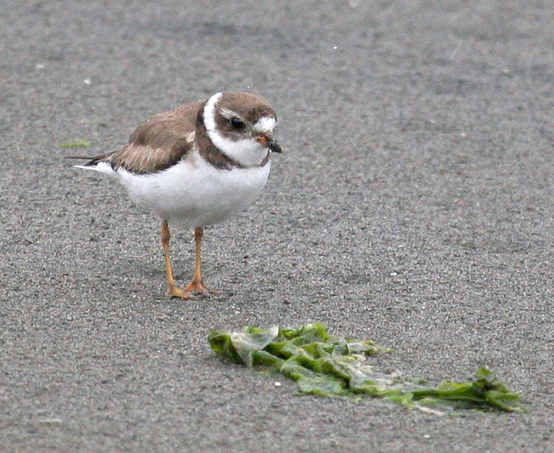 plover_semipalmated_070285